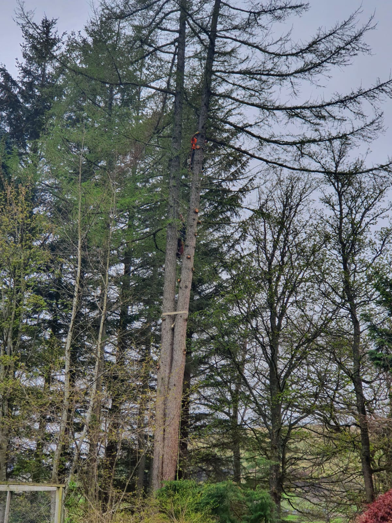 Why Is Tree Pruning Useful? Tree Pruning Services Dundee, Forfar, Angus, Aberdeenshire